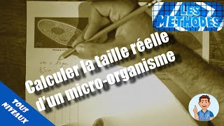 MÉTHODE  Calculer la taille réelle dune cellule ou dun microorganisme [upl. by Uhthna]