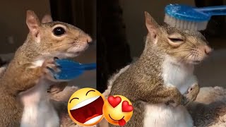 Cute Squirrel wants some Brushing 🐿️  Relaxing and Funny animal video [upl. by Llebasi]