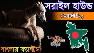 Sarail hound dog facts in Bengali  Bangladeshi Dog Breed  Dog Facts Bengali [upl. by Benisch]