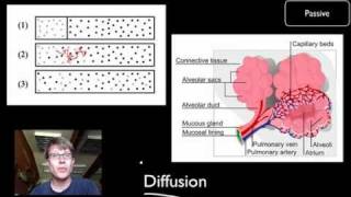 Transport Across Cell Membranes [upl. by Akeem]