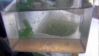 Raise Brine Shrimp Indoors to Adults easy and almost free [upl. by Safire]