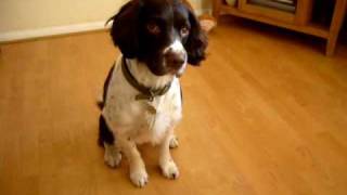 english springer spaniel tricks THE BEST [upl. by Hoyt]