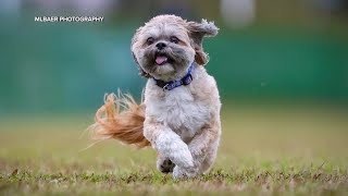 Great Falls dog Max is the countrys fastest Lhasa Apso [upl. by Atimad583]