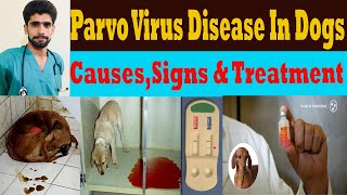 Parvo Virus Disease In Dogs SignsTreatmentHow To Protect Dogs From ParvoIn URDUDr Ansar Malik [upl. by Otipaga]