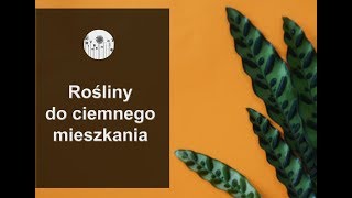 Rośliny do ciemnego mieszkania Jakie kwiaty do cienistego domu [upl. by Idok161]