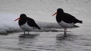 Pilpilén Austral Haematopus leucopodus [upl. by Notrab]