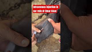 Intravenous injection in ear vein l dr Umar khan [upl. by Ita]