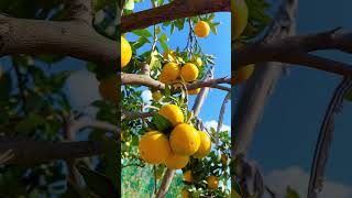 orangefruit orange fruitharvest fruit orchard [upl. by Oos913]