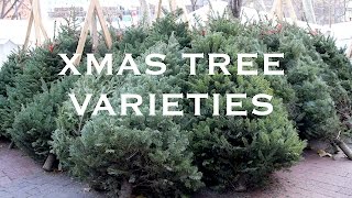 Live Christmas Tree Varieties  SoHoTreescom  5 Xmas Tree Species [upl. by Uhthna929]