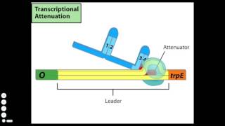 Transcriptional Attenuation [upl. by Fedora]