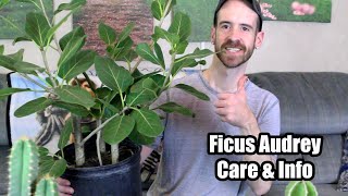 Ficus AudreyBanyan Tree Care amp Info Ficus benghalensis [upl. by Eugene493]