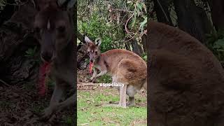 Fun fact about Kangaroo🦘  facts kangaroo [upl. by Atikel305]