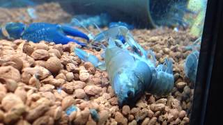 Destructor Cherax Crayfish Molting [upl. by Orji]