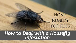 Home remedy for flies  How to Deal with a Housefly Infestation [upl. by Ainoyek]