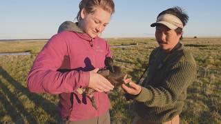 2 The Timing of Goose Arrival in the YukonKuskokwim Delta [upl. by Avilys]