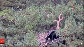 Defendiendo el nido Webcam buitre Sierra de Guadarrama seobirdlife [upl. by Catie]