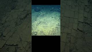 Scientists Found a Yellow Brick Road at The Bottom of The Pacific Ocean oceanmystery deepocean [upl. by Gnouhc504]