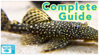 Bristlenose Pleco Care and Breeding [upl. by Kohler789]