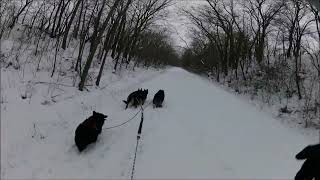 skijoring dogs 🐕🐕🐕🐕⛷️ [upl. by Frankhouse610]