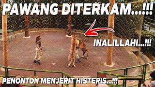 PENONTON MENJERIT PAWANG DITERKAM HARIMAU [upl. by Corey]