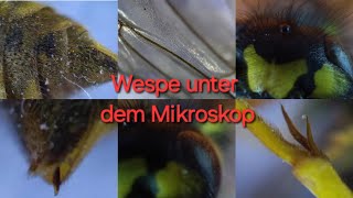 Wespe unter dem Mikroskop  300  600 fache Vergrößerung Fühler Kopf Stachel Flügel Augen [upl. by Auehsoj204]