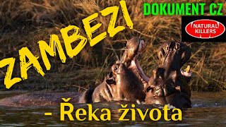 17 ZAMBEZI  Řeka života DOKUMENT  Predátoři zblízka [upl. by Lazare]