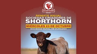 20241023 SHORTHORN URUGUAY [upl. by Froh]