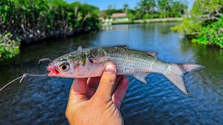 Catching a River Monster Using Live Mullet [upl. by Ayahsey]