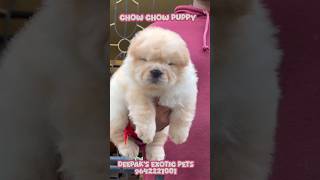 quotChow Chow PuppiesFluffy Friendly and Full of Personalityquotpets rajahmundry 9642221001 dog pets [upl. by Aenej]