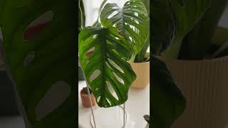 Monstera adansonii mint propagation update  new growth plants houseplants indoorplants [upl. by Atlee]