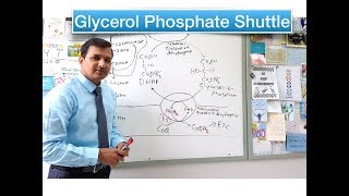 Glycerol Phosphate Shuttle [upl. by Nyleuqaj224]