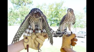 Falconry Falcons Accipiters Buteos Part 1 [upl. by Millham]