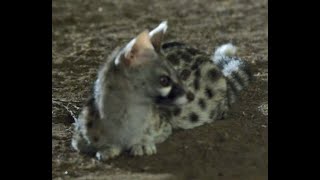 Resident Small Spotted Genet at Lentorre [upl. by Huntlee447]