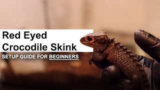 Complete Red Eyed Crocodile Skinks Care and Setup Guide for Beginners  GECKOPIA [upl. by Wakerly]