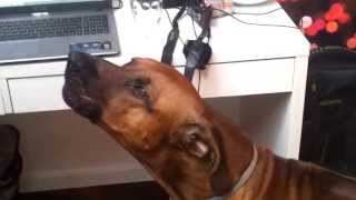 Rhodesian ridgeback howling along to music [upl. by Dressler]