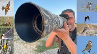 3 Days Bird watching in Faro Portugal Canon r7 Canon 200800mm Ria Formosa Olhão April 2024 [upl. by Morette]