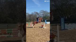 Long strides 🫶✈️ equestrian eventing showjumping [upl. by Yrtneg236]