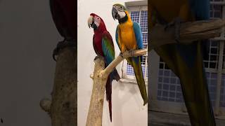 Talking Macaw talkingmacaw macaw parrot parrotlover ytshorts shorts mrsohailpets [upl. by Bidle]