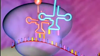 BiologieCellulaire  • • SYNTHESE PROTEIQUE •  la transcription • et • la traduction • [upl. by Mendy]