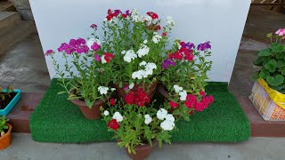 Easy Steps to Grow Phlox Plants From Seeds in Pot🪴SEED TO FLOWERING बीज से फ़्लॉक्स का पौधा उगाएँ🌱 [upl. by Oirifrop863]