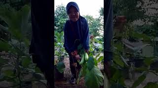 Panek Pedanah Di kebun [upl. by Darnall]