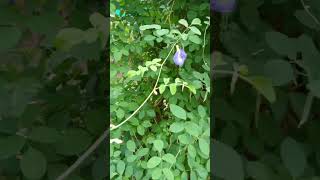 Benefits of butterfly pea flower 🌼 [upl. by Hadnama]