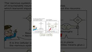 Glial cells  types amp its functions  LLAP Glia neuron brain oligodebdrocytes [upl. by Guillemette]