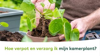 KAMERPLANTEN  Hoe verpot en verzorg ik mijn kamerplant [upl. by Arval]