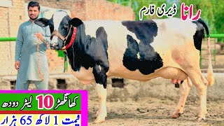 Rana Dairy Farm  Holstein Friesian Cows  Cholistani Cross Breed Cows  Bismillah best [upl. by Lawton]