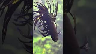 Crowntail Metalic Black Betta fish [upl. by Ada222]