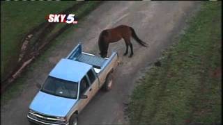 Horse Lands In Swimming Pool After Tornado Ride [upl. by Nysila582]