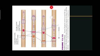 Phylum Annelida  Class Oligochaeta  Class Sedentaria  Maintenance Functions  Explained in Urdu [upl. by Harwell]