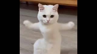 Cat funny motorcycle dance [upl. by Eus]