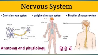 Nervous System in Hindi  Nervous System Anatomy And Physiology [upl. by Cailly842]